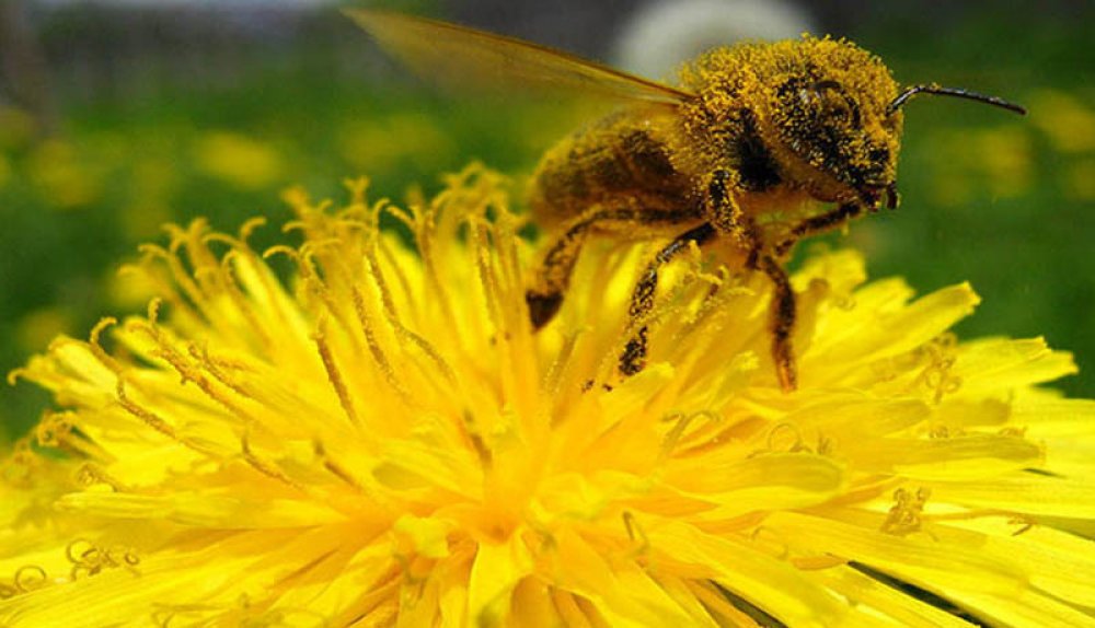El excelente ejemplo de organización que nos dan las abejas