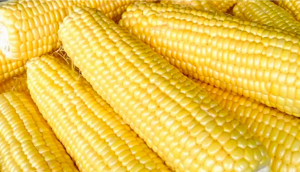 Aumentó producción de maíz y soya en Colombia, según MinAgricultura |  Productos para Agricultura Hanna Instruments